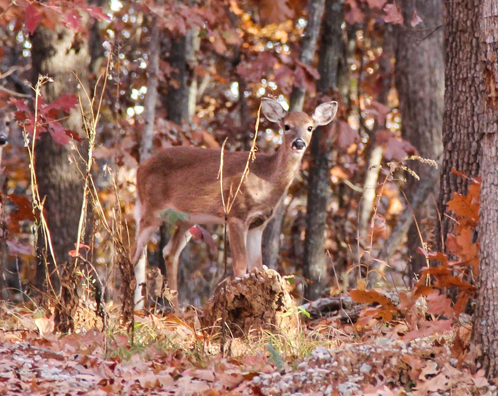 deer camouflage forest